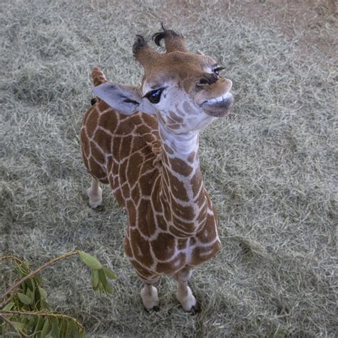 大型擺飾|Giraffe 長頸鹿大型擺飾